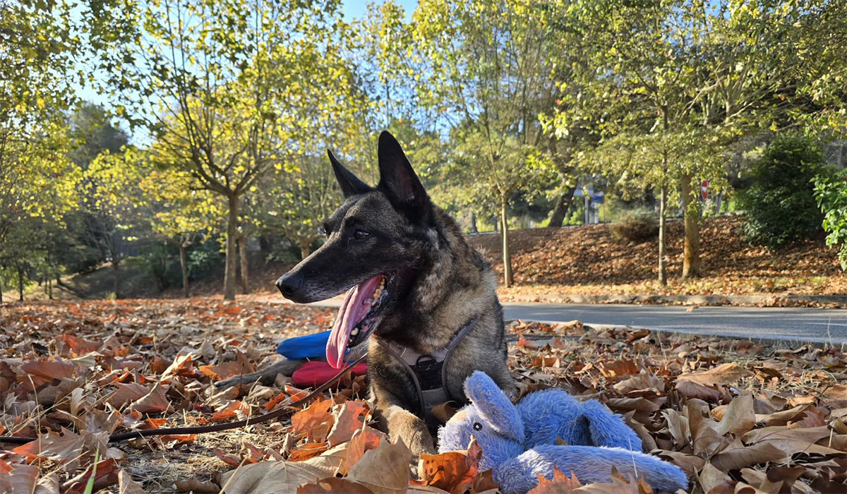 Kuža Lairy po štirih mesecih zdravljenja v Sloveniji na poti domov k družini