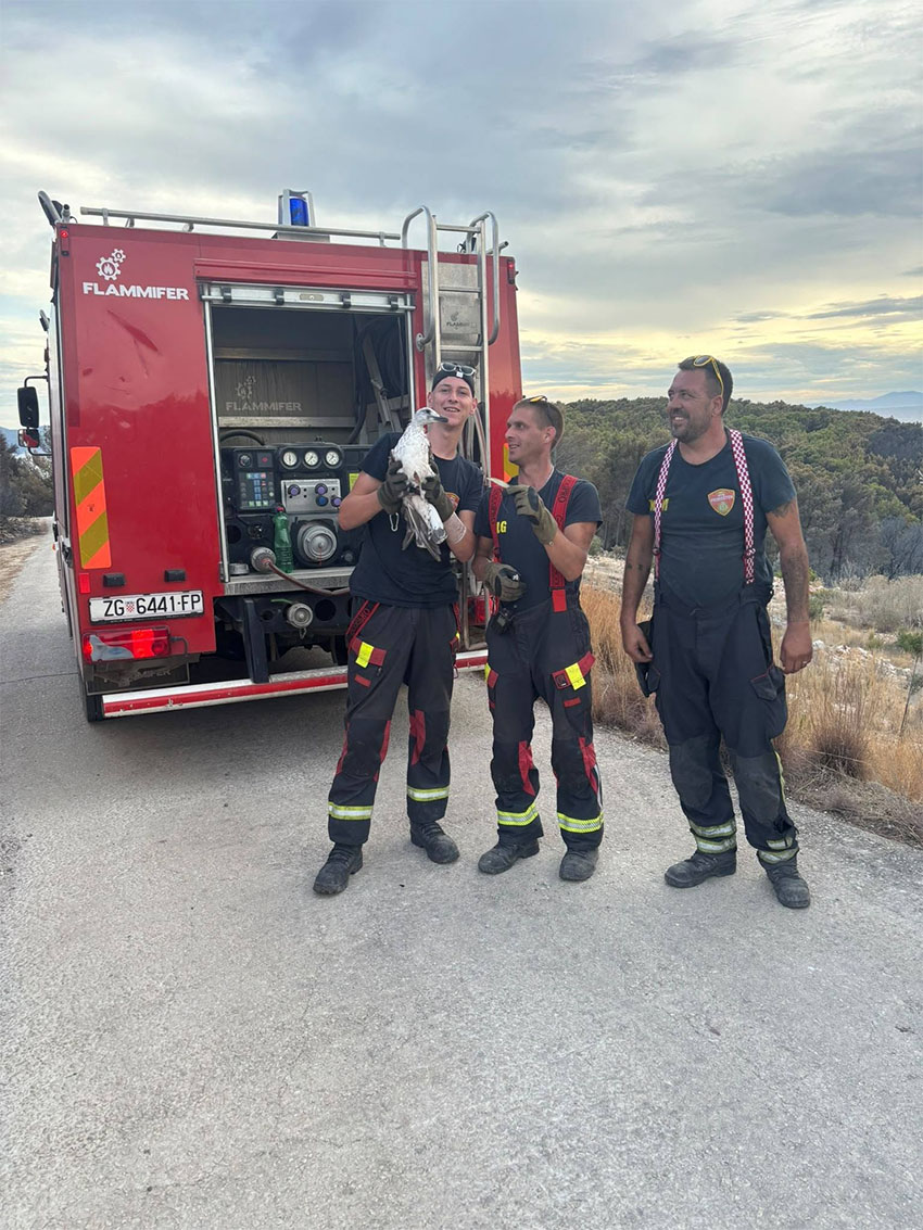 Fotografija gasilcev in rešenega galeba na otoku Brač