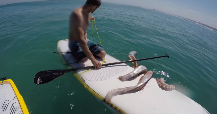 Orjaški ligenj moškemu vzel sapo: Tako je ovil lovke okoli deske! | Klip.si