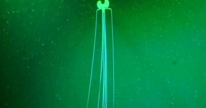 Na kamero so posneli napad orjaškega lignja | Klip.si