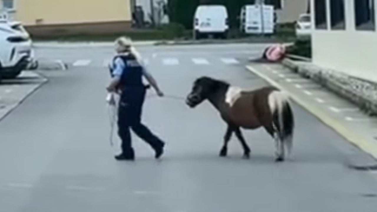 Policistka iz Grosuplja izgubljenega ponija odpeljala nazaj do lastnice