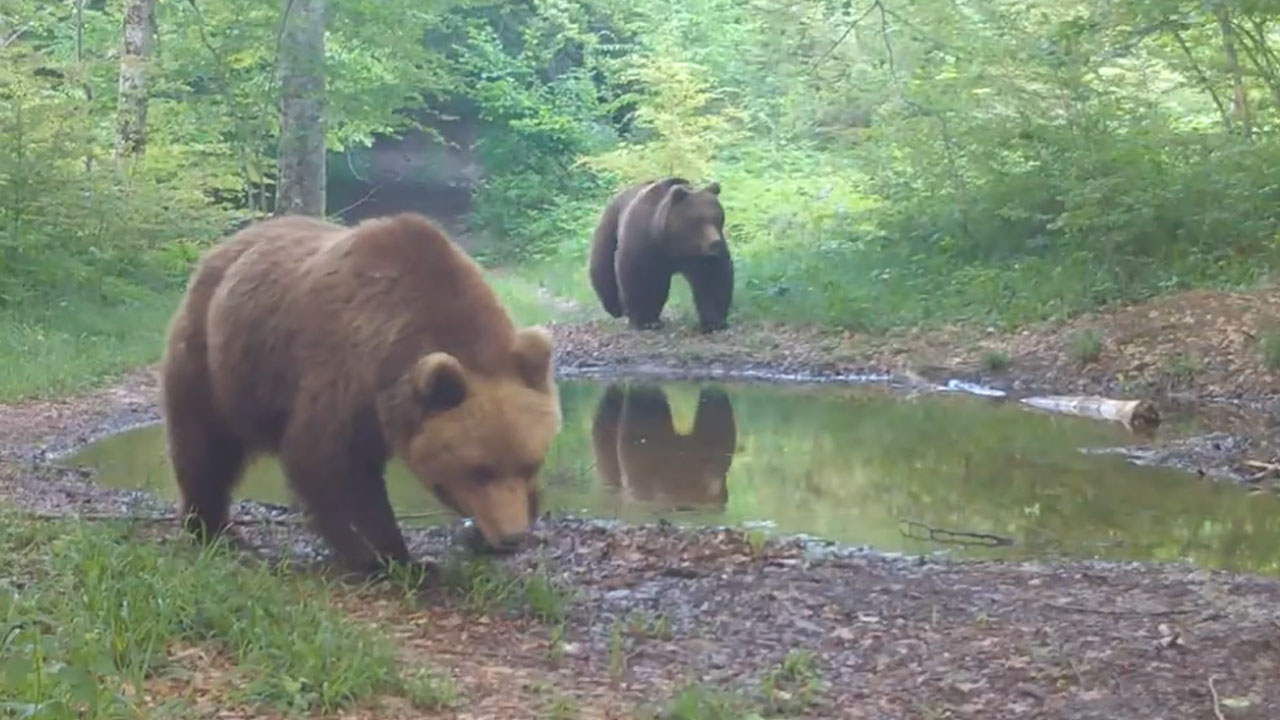 Kako se v kočevskih gozdovih divje živali hladijo v vročih dneh