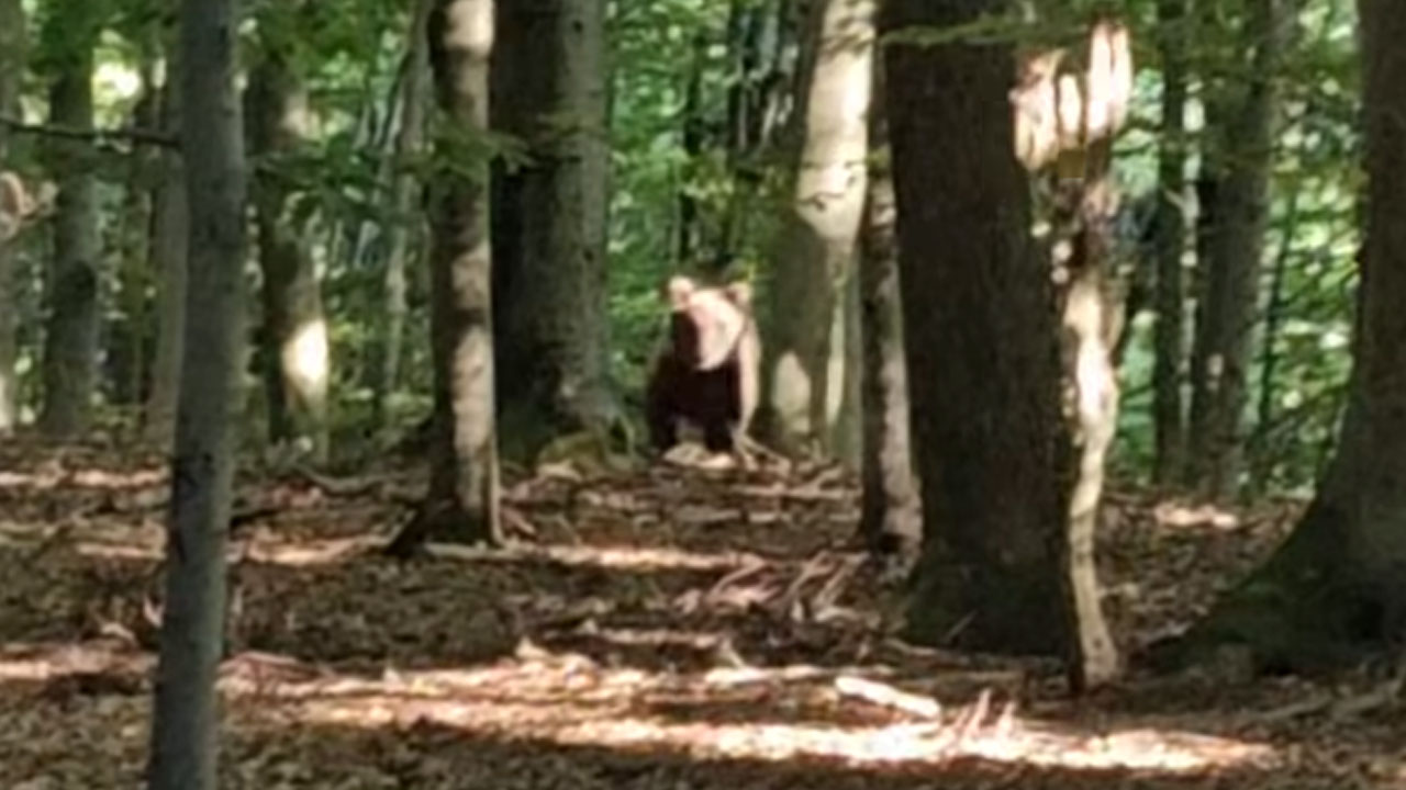 V okolici Litije se je med gobarjenjem srečal z medvedom