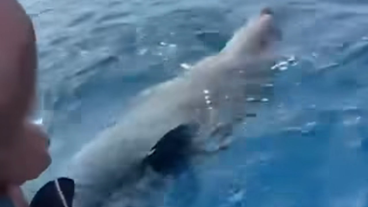 Pri otoku Krk domačin rešil življenje mladičku delfina, ki se je zapletel v mrežo