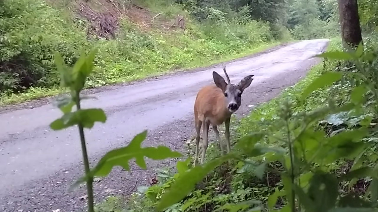 Snemalcu se je v Sloveniji približal enorogi srnjak