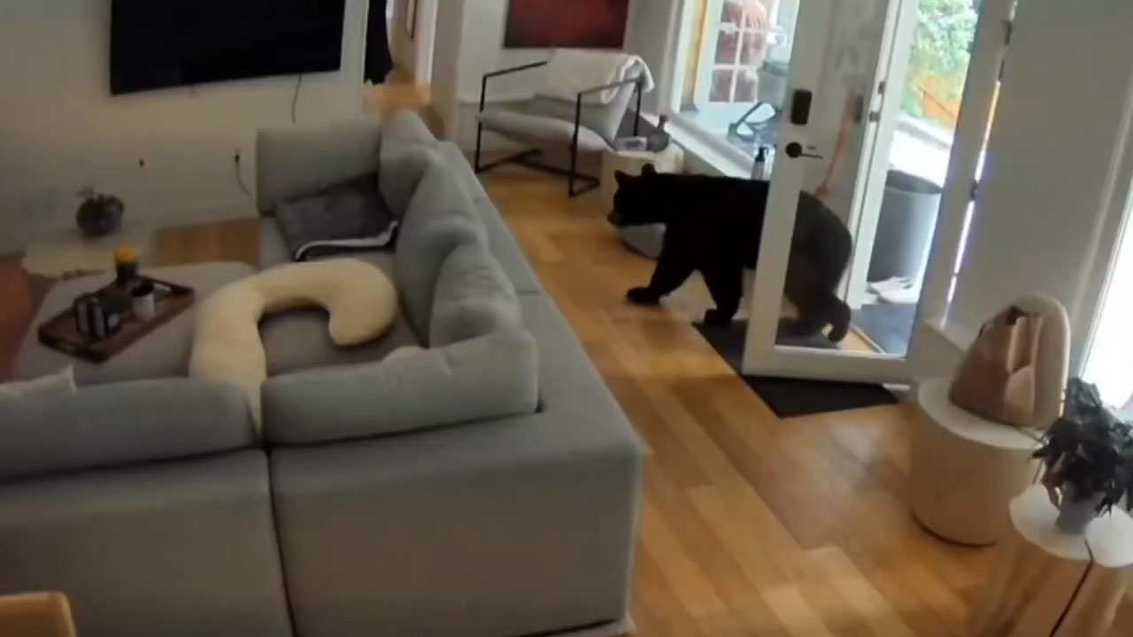 Črnega medveda iz hiše pregnal majhen pomeranec