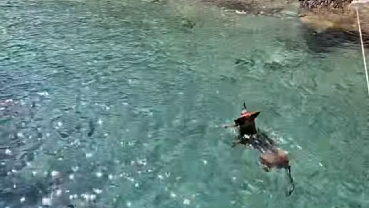 Belgijska ovčarka nasmejala Hrvate, po dveh urah plavanja ni hotela iz morja