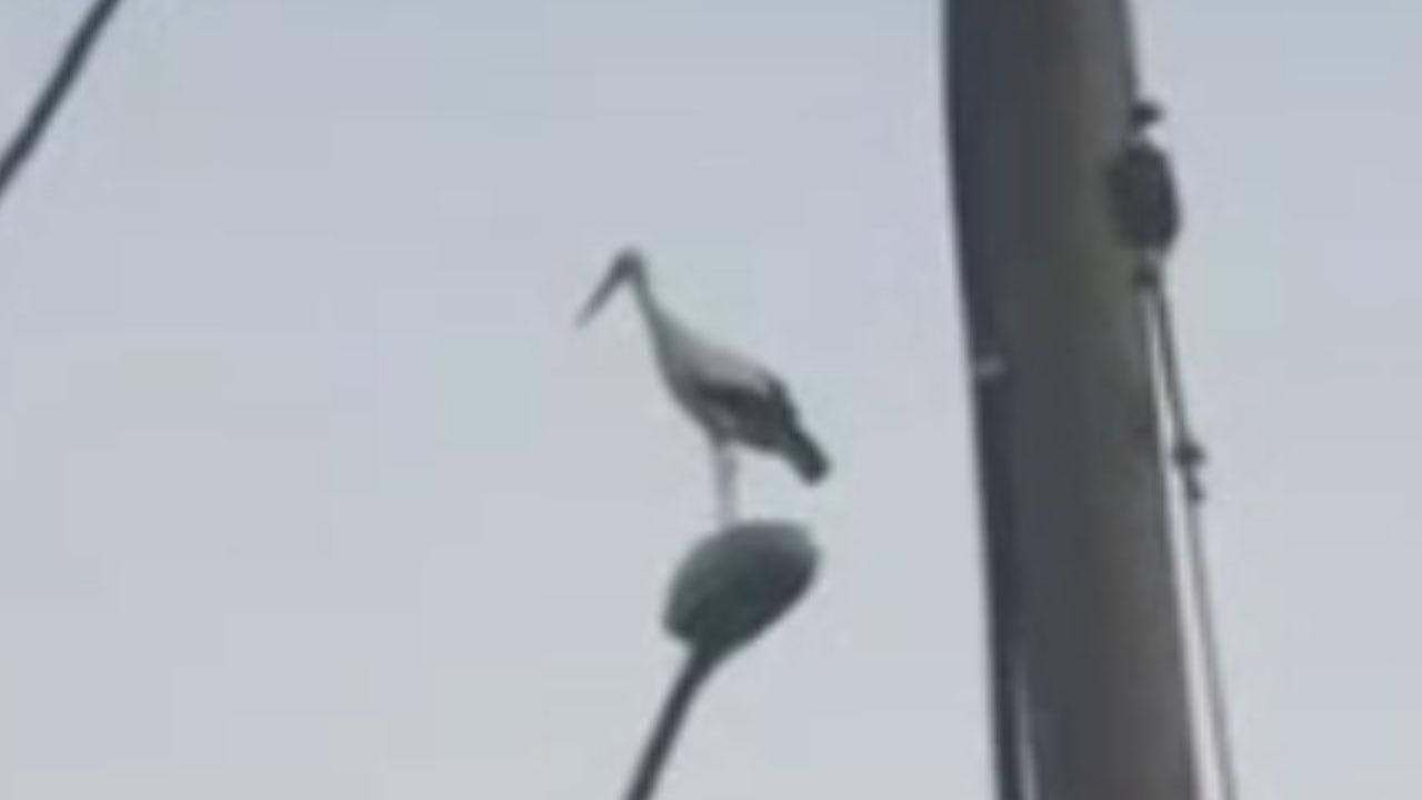 Mladoletnik v Slovenski Bistrici z zračno puško streljal nad štorkljo, ptica je poginila