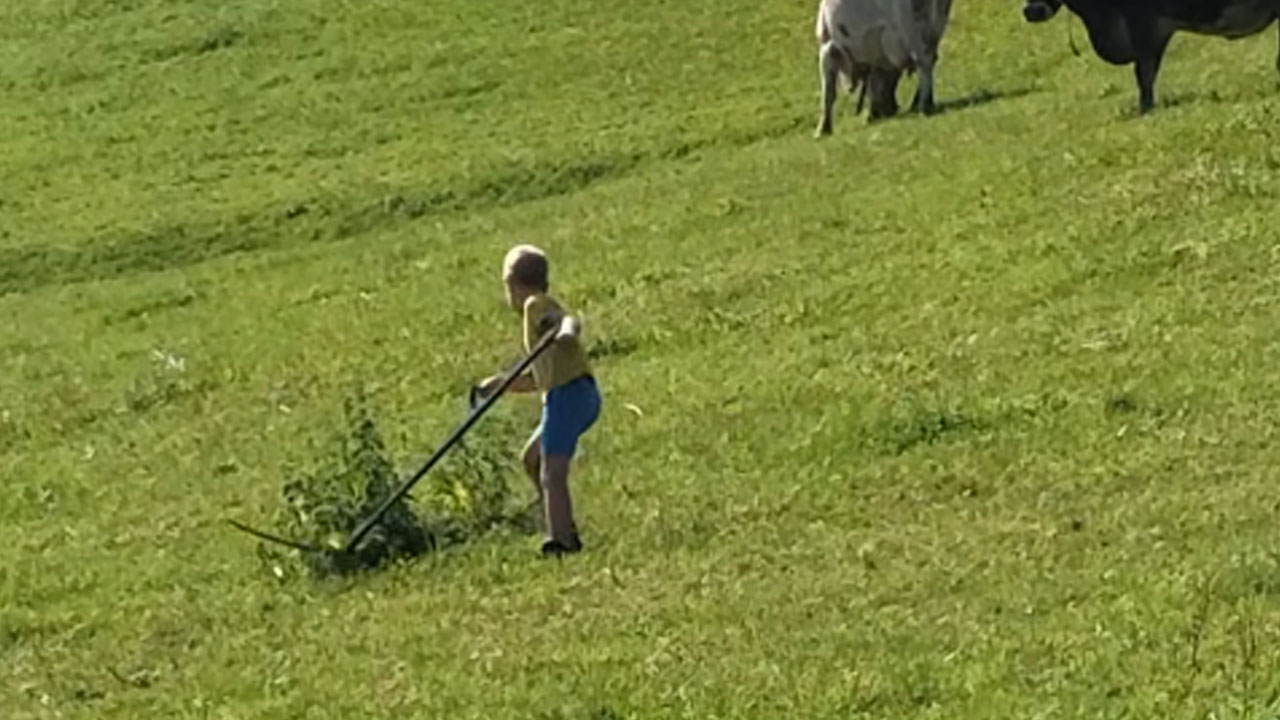 9-letni Jaka na Kmetiji Hum pokazal, kako poteka tradicionalna košnja trave s koso