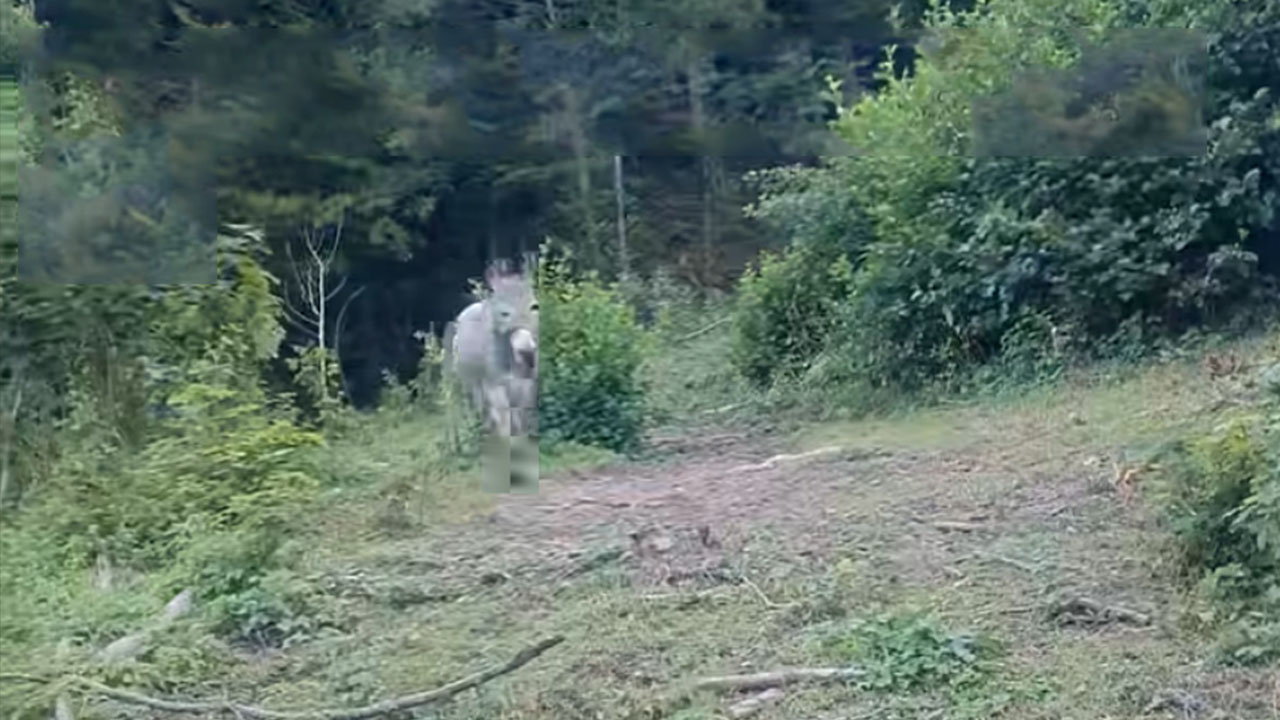 Odziv oslička iz Slovenije, ki je ganil ljubitelje živali na spletu