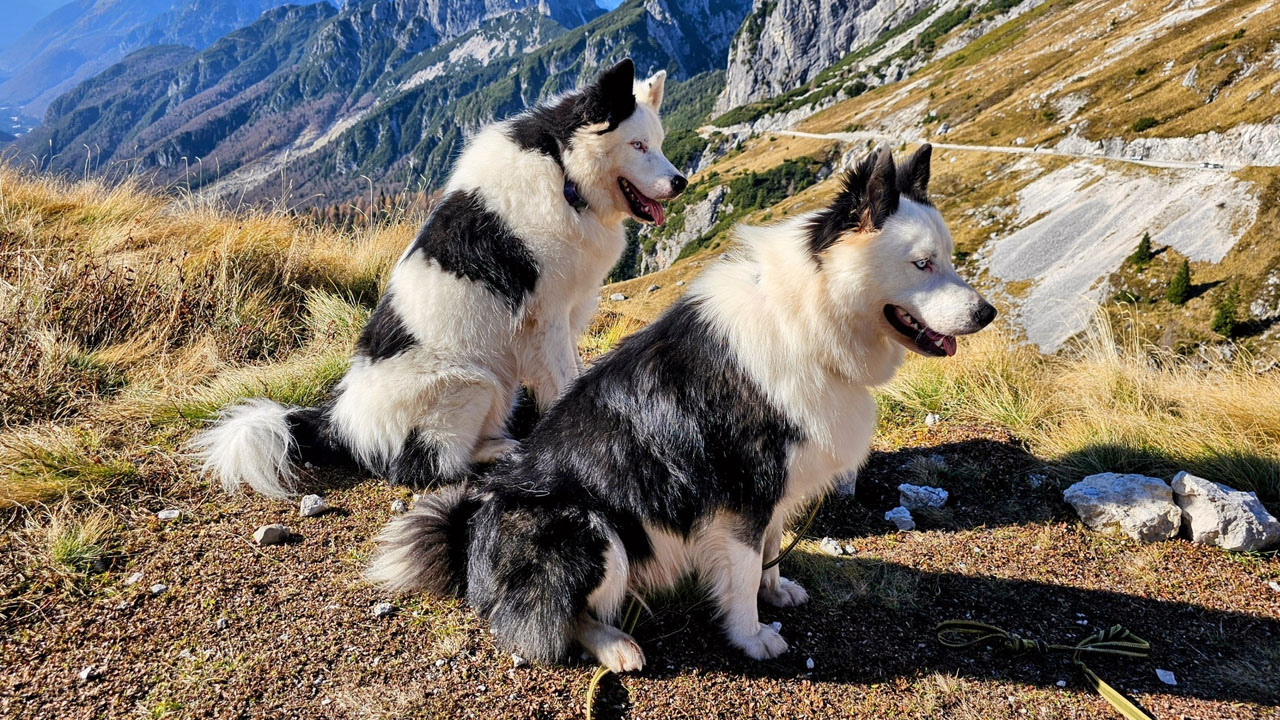 Iskalna akcija za izgubljenima kužkoma na območju Bovca