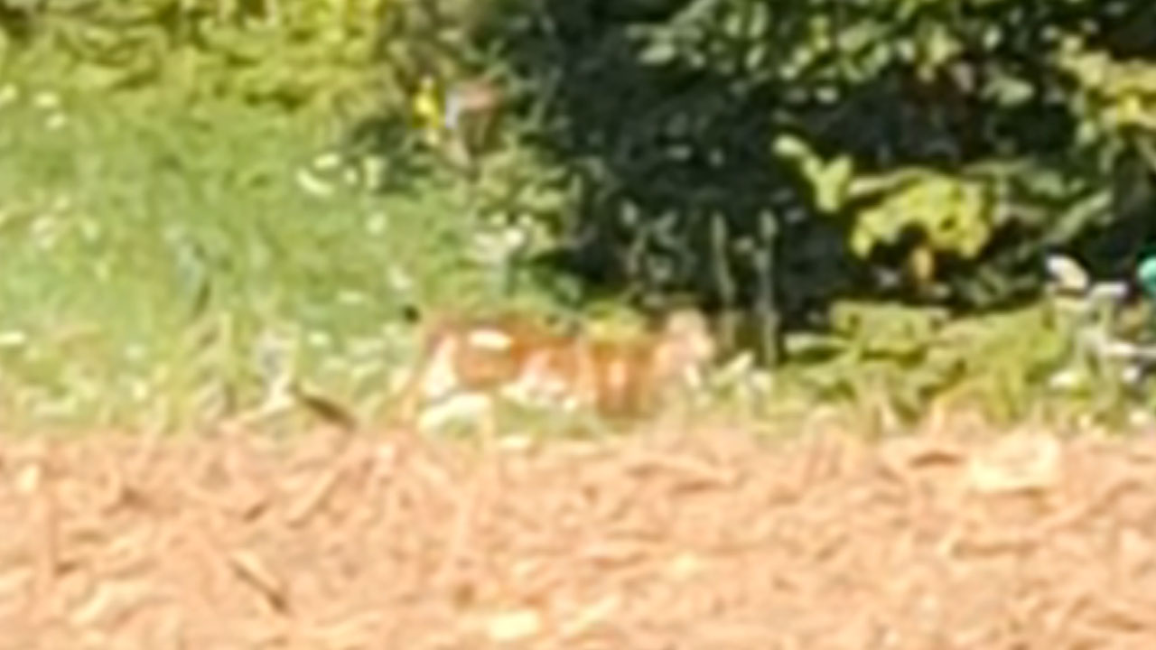 Na Dolenjskem opazili risa, posneli so ga pri naselju Hrastje