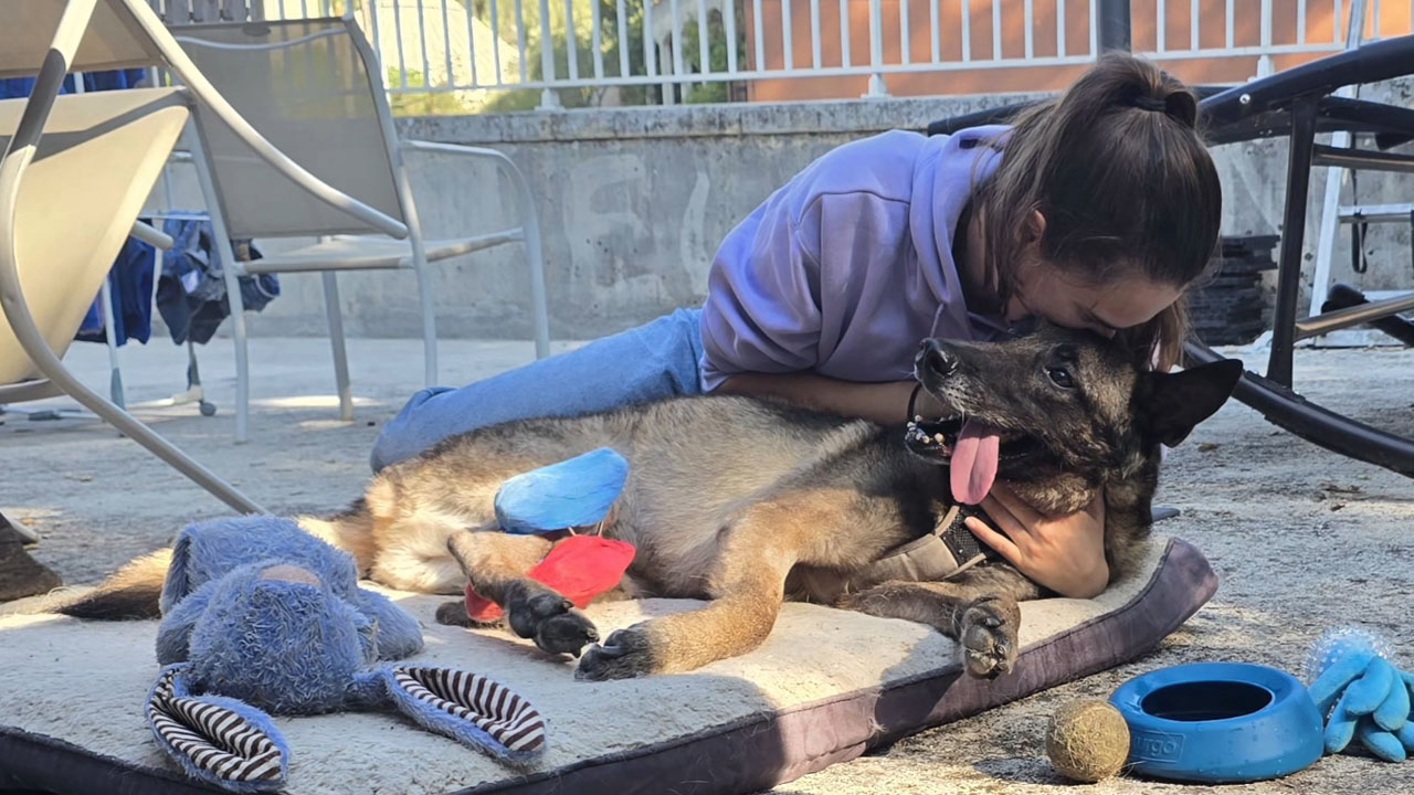 Belgijski ovčar Lairy, ki se je hudo poškodoval na Mali Osojnici pri Bledu, je včeraj prispel k družini v Francijo
