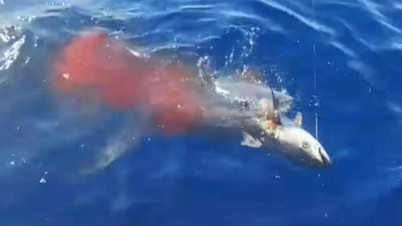 Morski pes vrste mako na Hrvaškem prepolovil tuno, nato je napadel še čoln