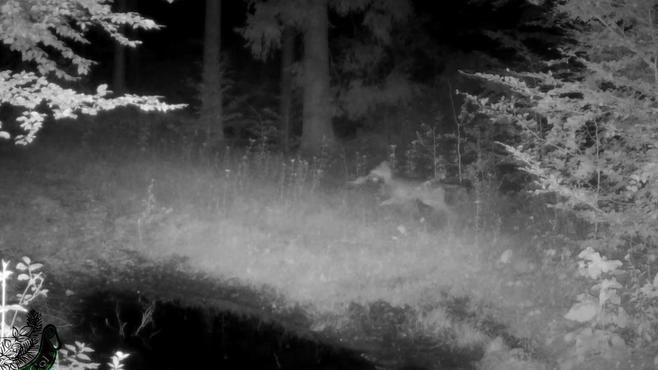 Lovska kamera v slovenskem gozdu razkrila, komu sta volk in volkulja vsak dan nosila hrano