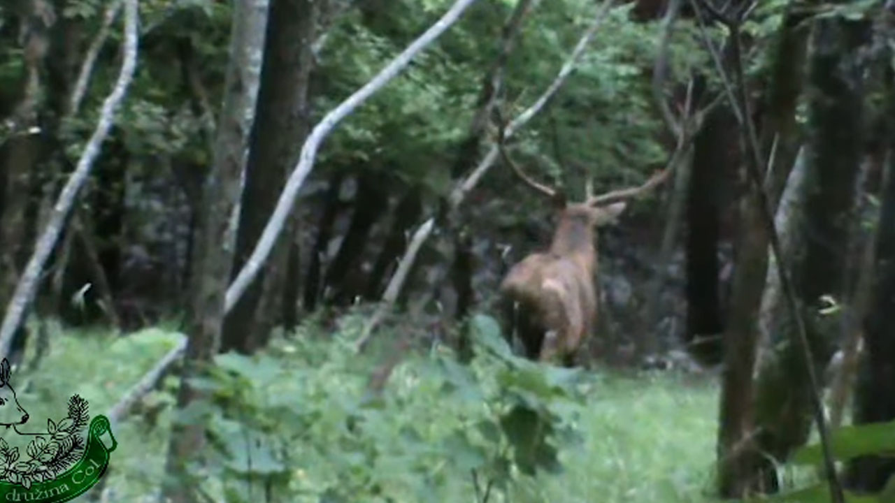 Na območju Nanosa posneli jelena med rukom, kok je vabil košute in izzival druge samce
