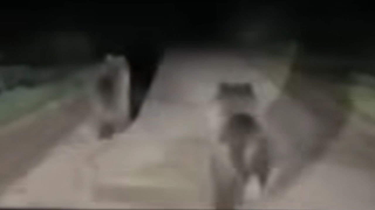 Slovenijo obkroža video posnetek, pri katerem sta medvedja mladička bežala pred avtomobilom, ki je vozil za njima