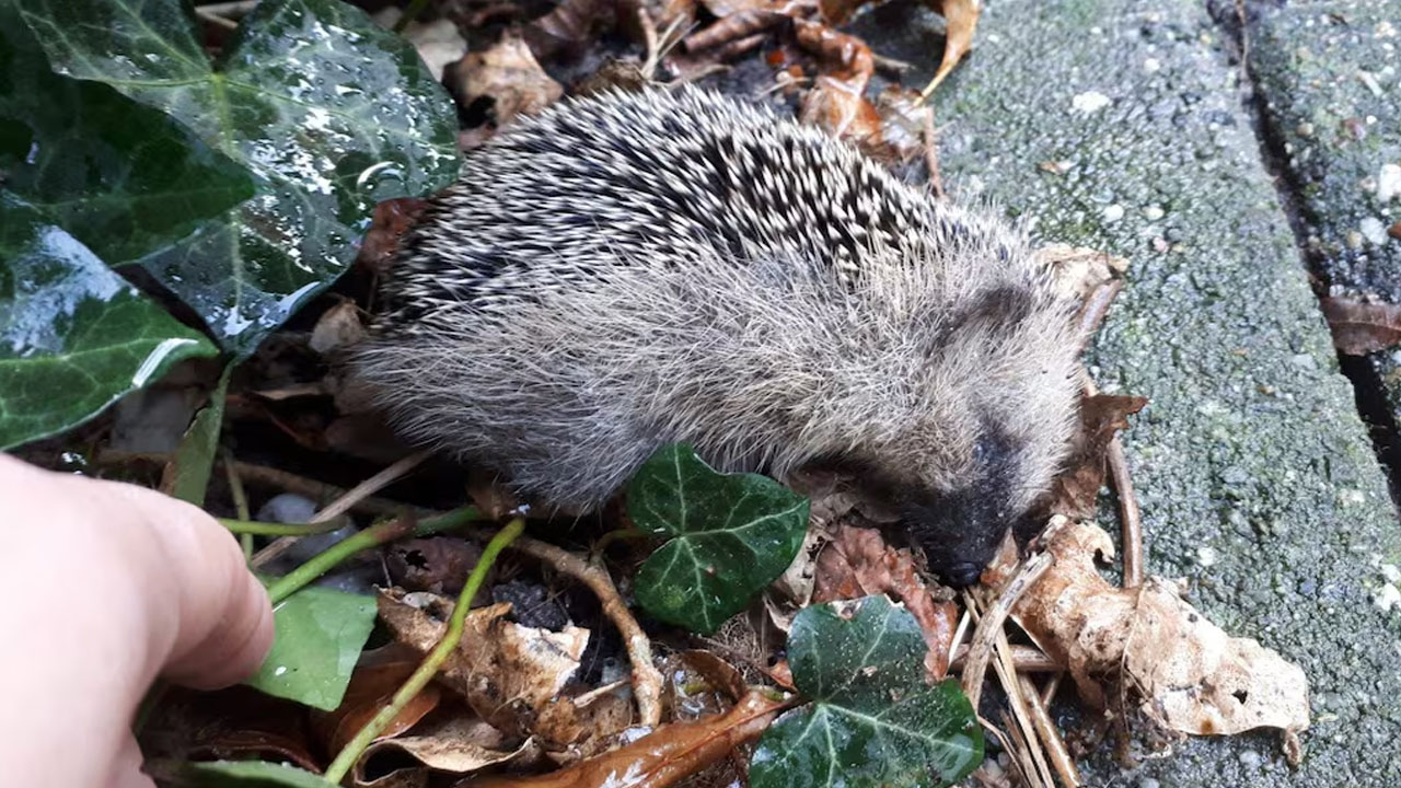 Ježki se v oktobru in novembru odpravljajo v zimsko spanje, pogosto pa od utrujenosti zaspijo kar na naših dvoriščih