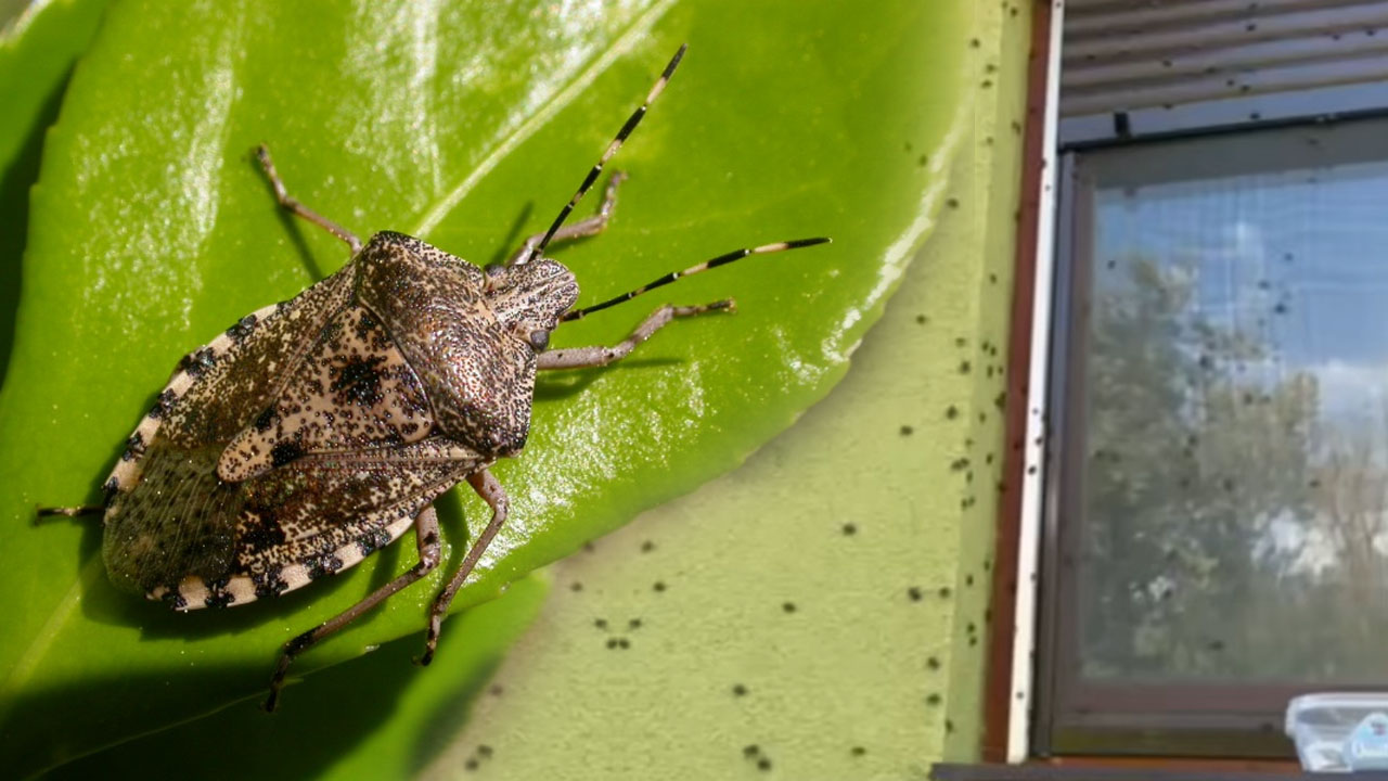 Kako se znebimo smrdljivcev