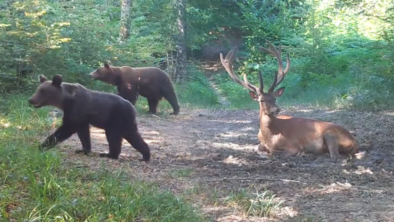 DIvje živali se v kočevskih gozdovih pripravljajo na začetek jeseni