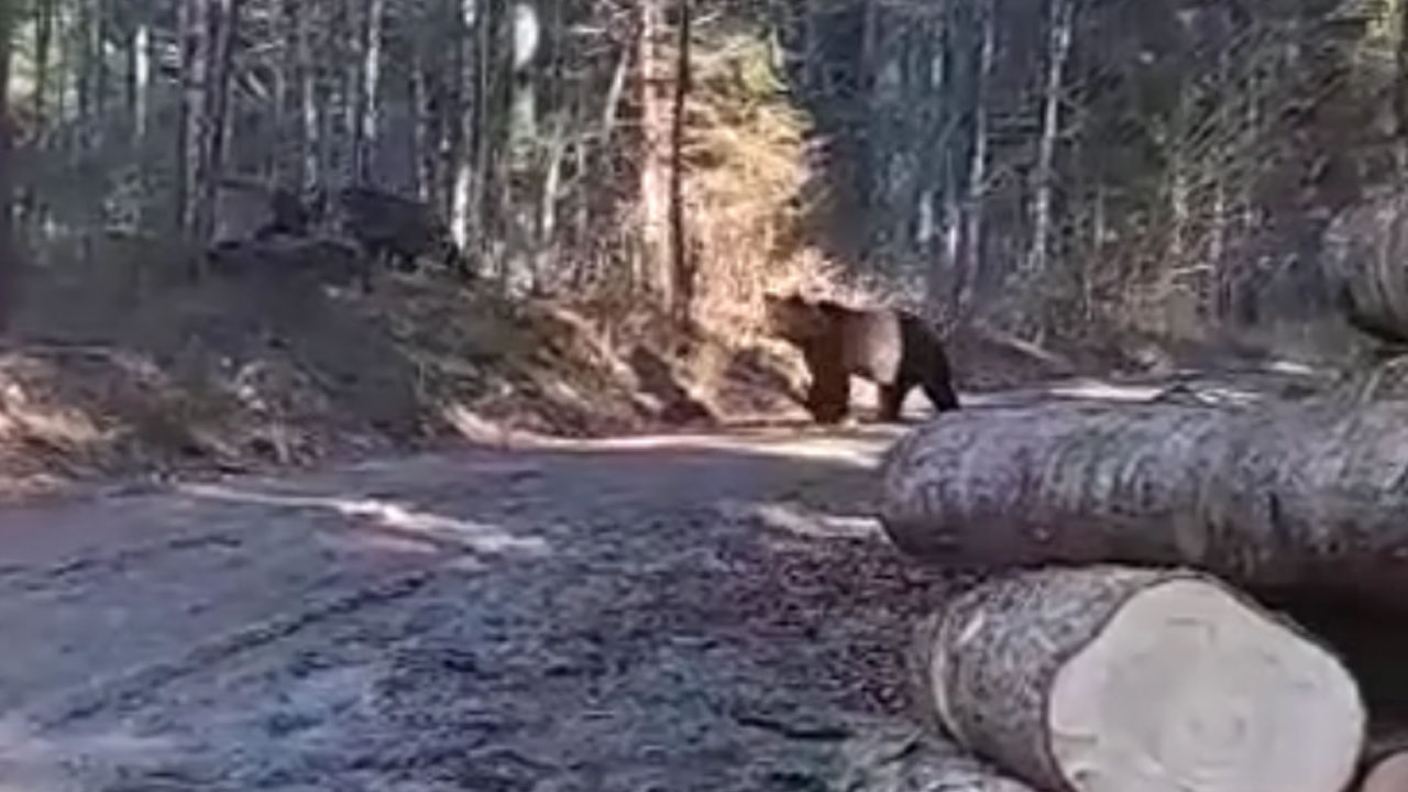 Slovenski gozdar se je pri Snežniku srečal z dvema medvedoma