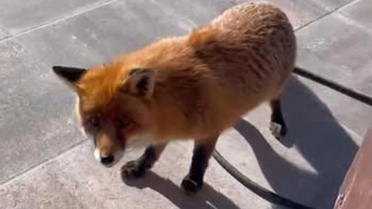 Ob Domu na Komni ga je obiskala lisička, ki je že skoraj udomačena
