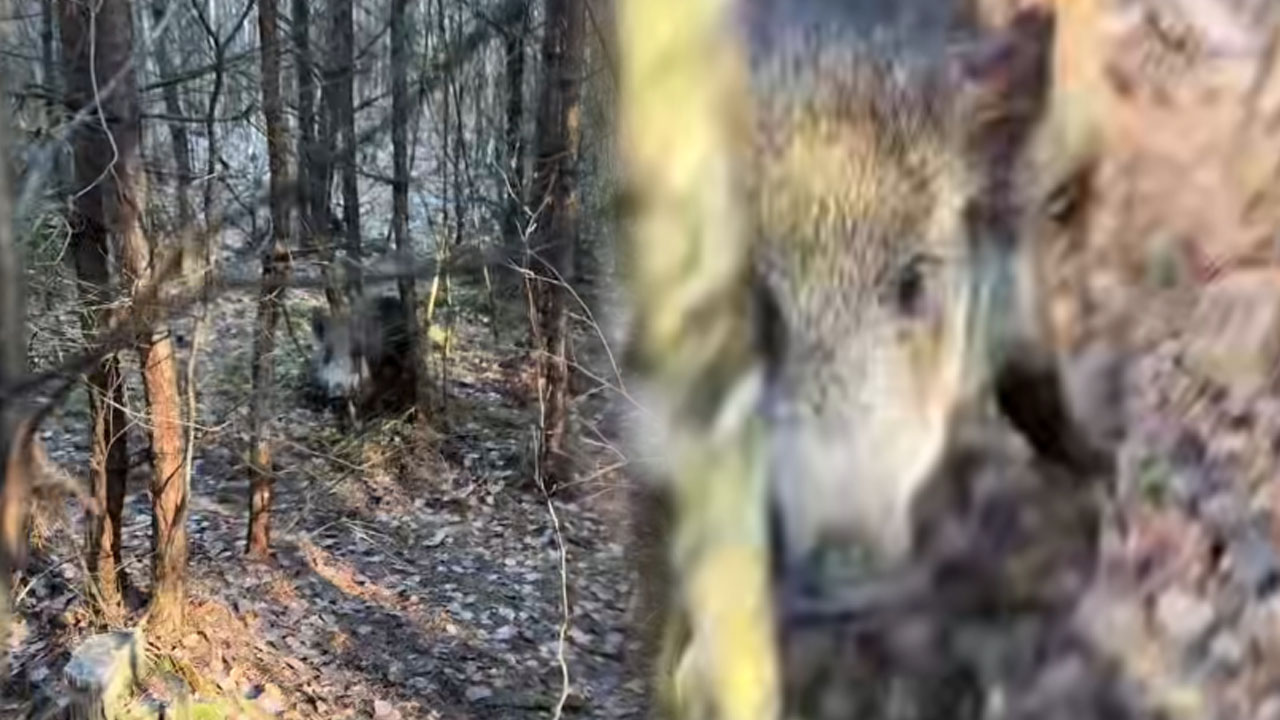 Srbski lovec je od blizu posnel divjega prašiča, ta ga je napadel