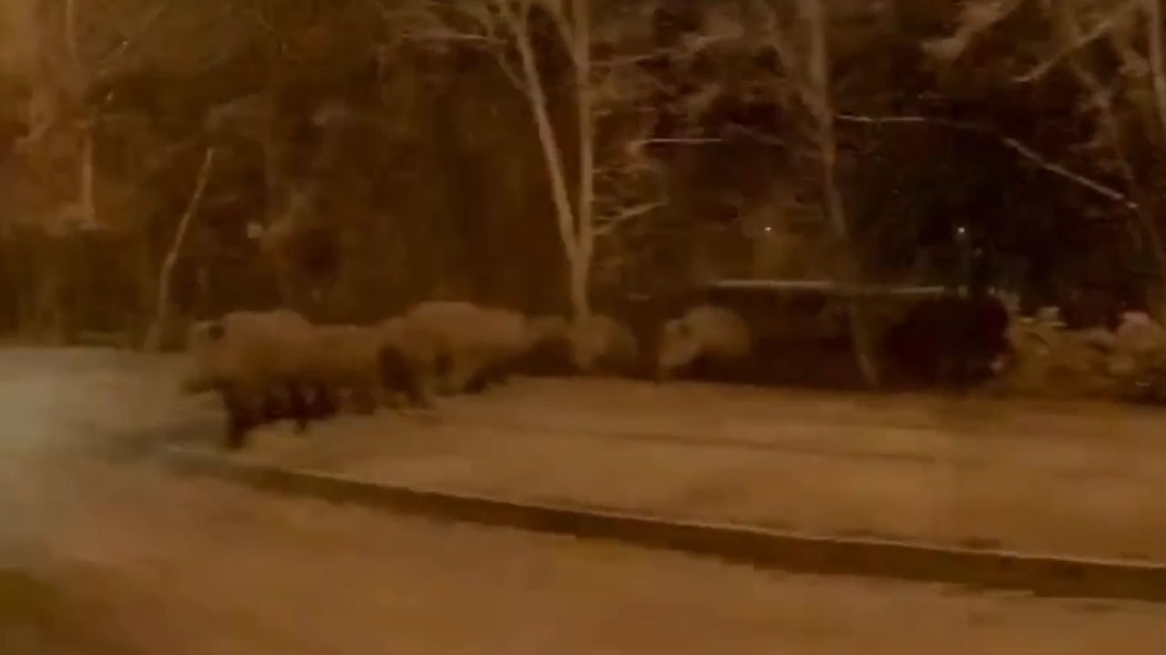 Velika skupina divjih prašičev na obrobju Ljubljane