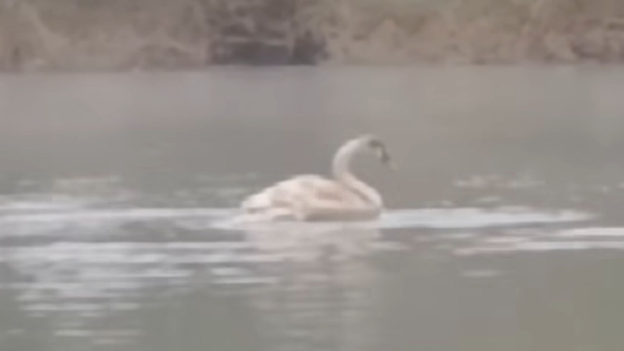 Veterina opozarja na sum ptičje gripe na reki Krki