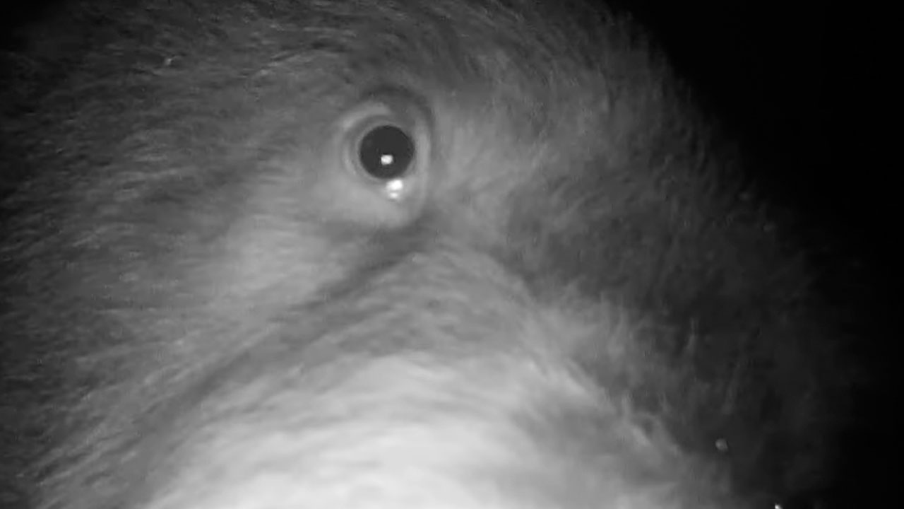 Kamera v Kočevskem gozdu posnela osumljenca