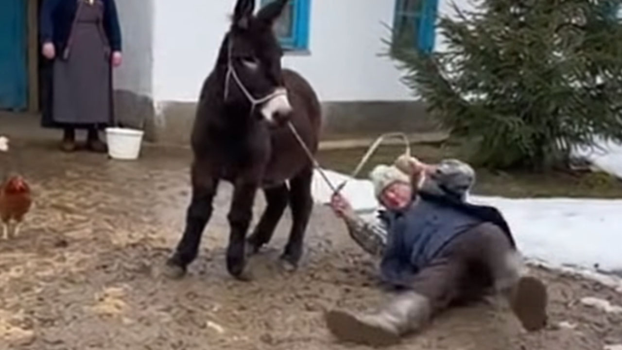 Slovenijo obkrožil posnetek oslička in dedka, prizor skriva drugačno resnico