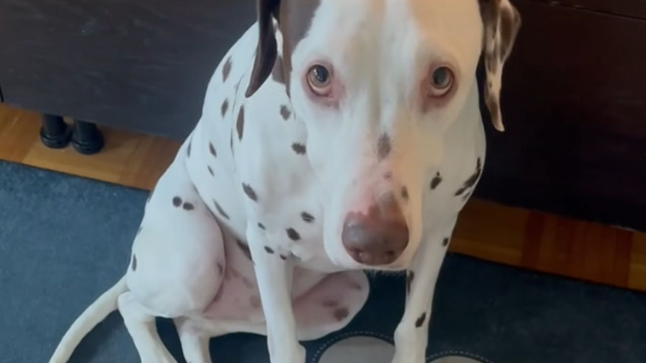 Posnetek psa iz Slovenije, ki ga je strah zaradi pokanja petard