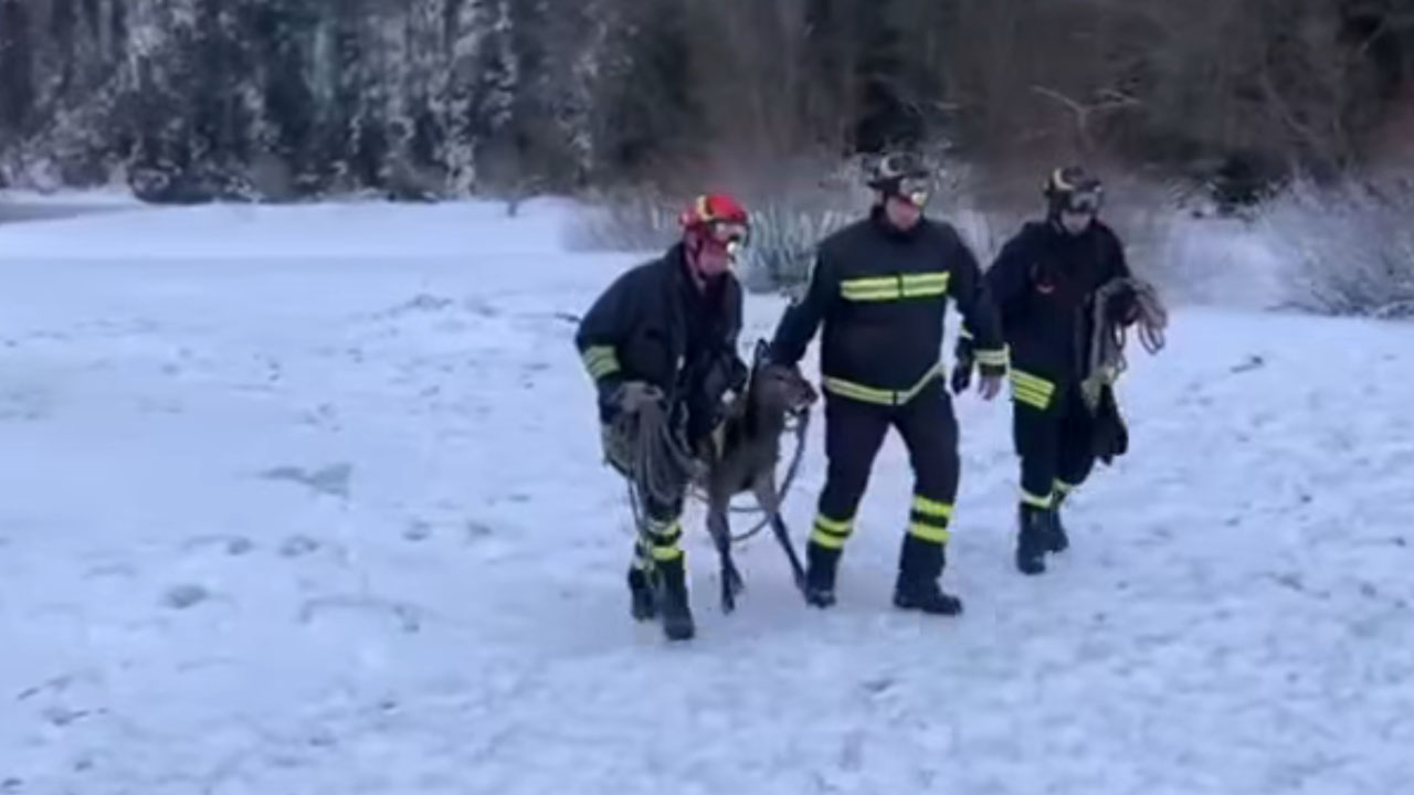 Trbiški gasilci so na Rabeljskem jezeru rešili mladega jelena