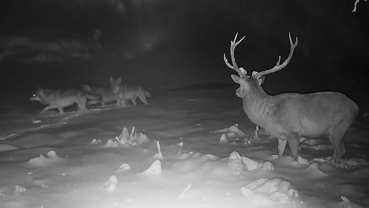 Jelen v okolici Cola na Primorskem zbežal pred tropom volkov