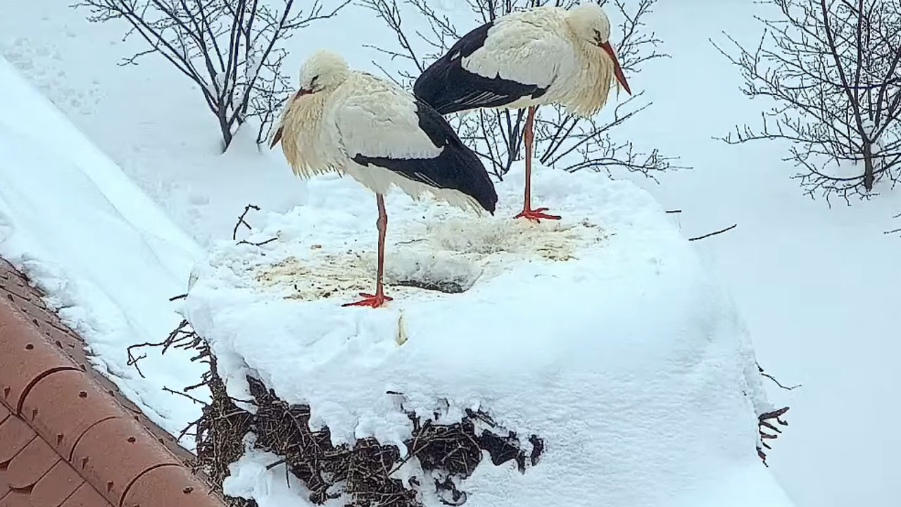 Posnetek belih štorkelj na strehi župnišča na Gorenjskem, ki zimo preživlja pri nas