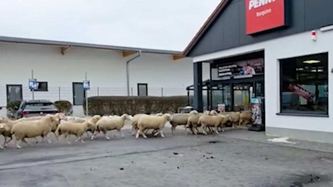 Čreda skoraj 50 ovac vdrla v manjšo trgovino v Nemčiji