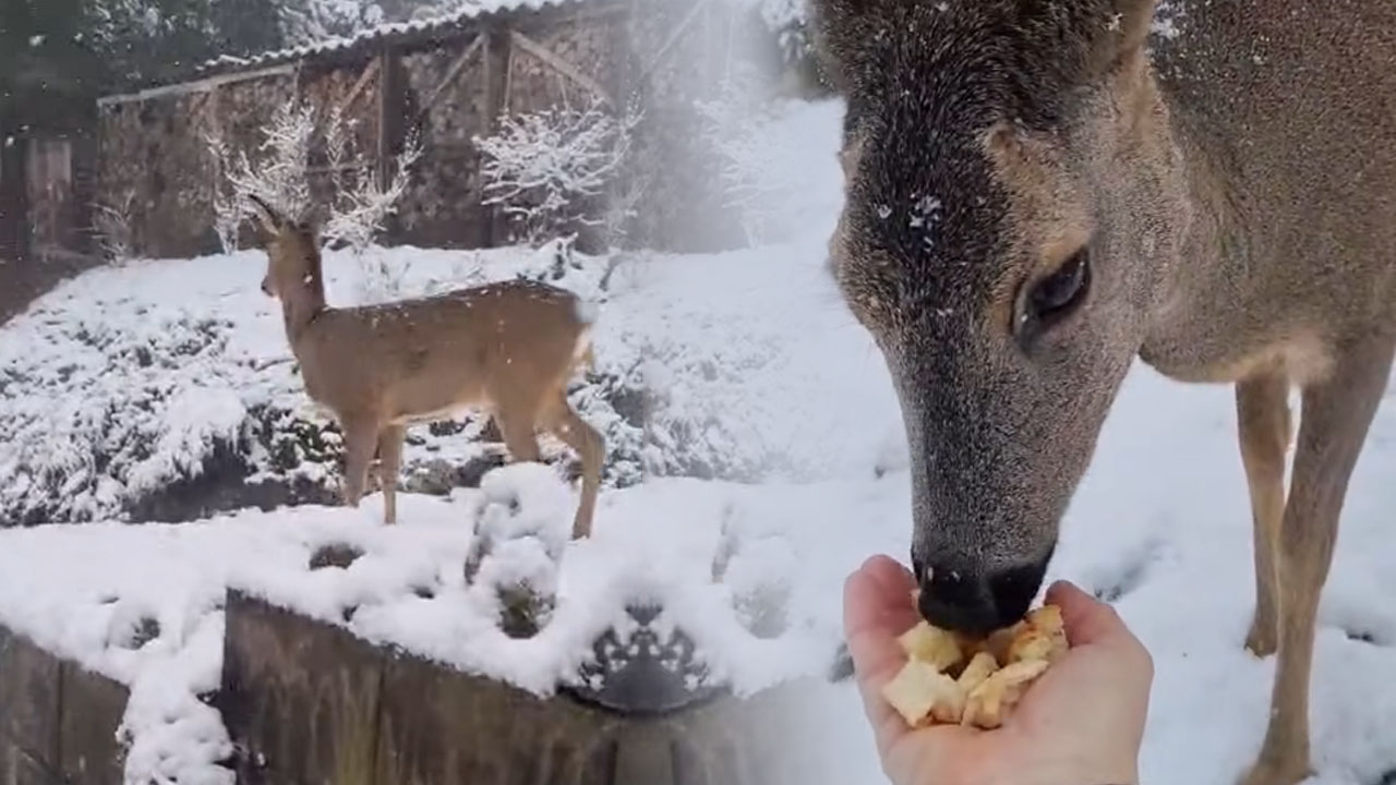 Srna se vsako leto vrača k ljudem v Celju, ki so skrbeli zanjo