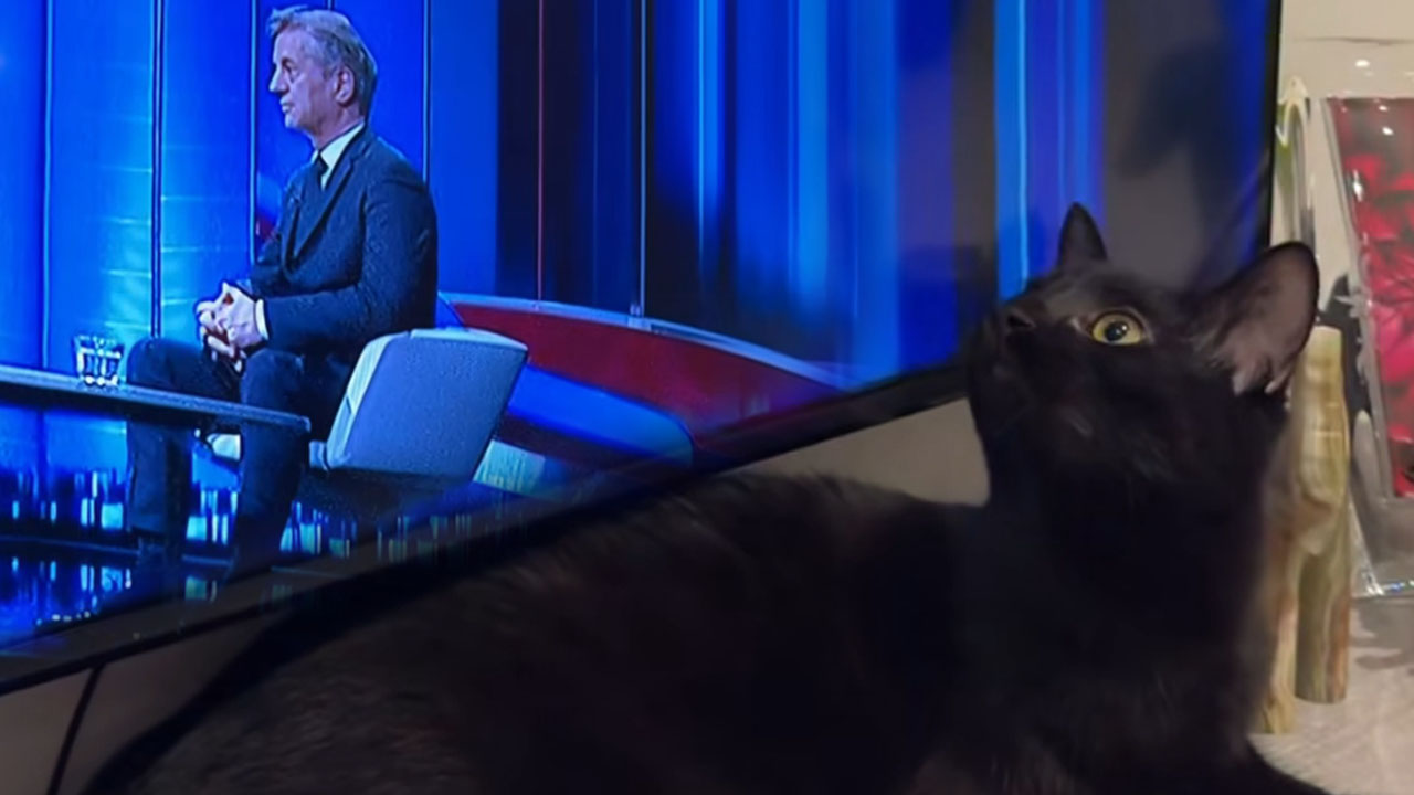 Tina Gaber objavila posnetek mačka Panterja, ko je na TV spremljal Roberta Goloba