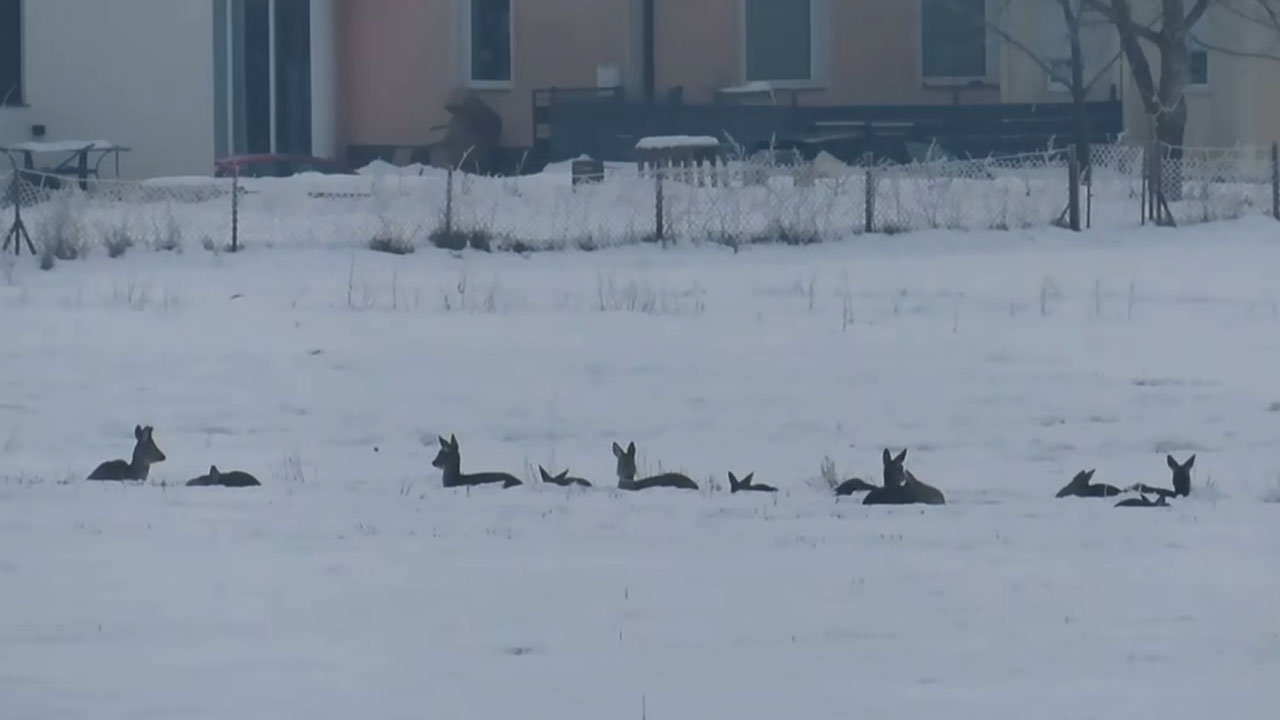 Posnetek skupine srn na Ptuju, zavetje našle v snegu