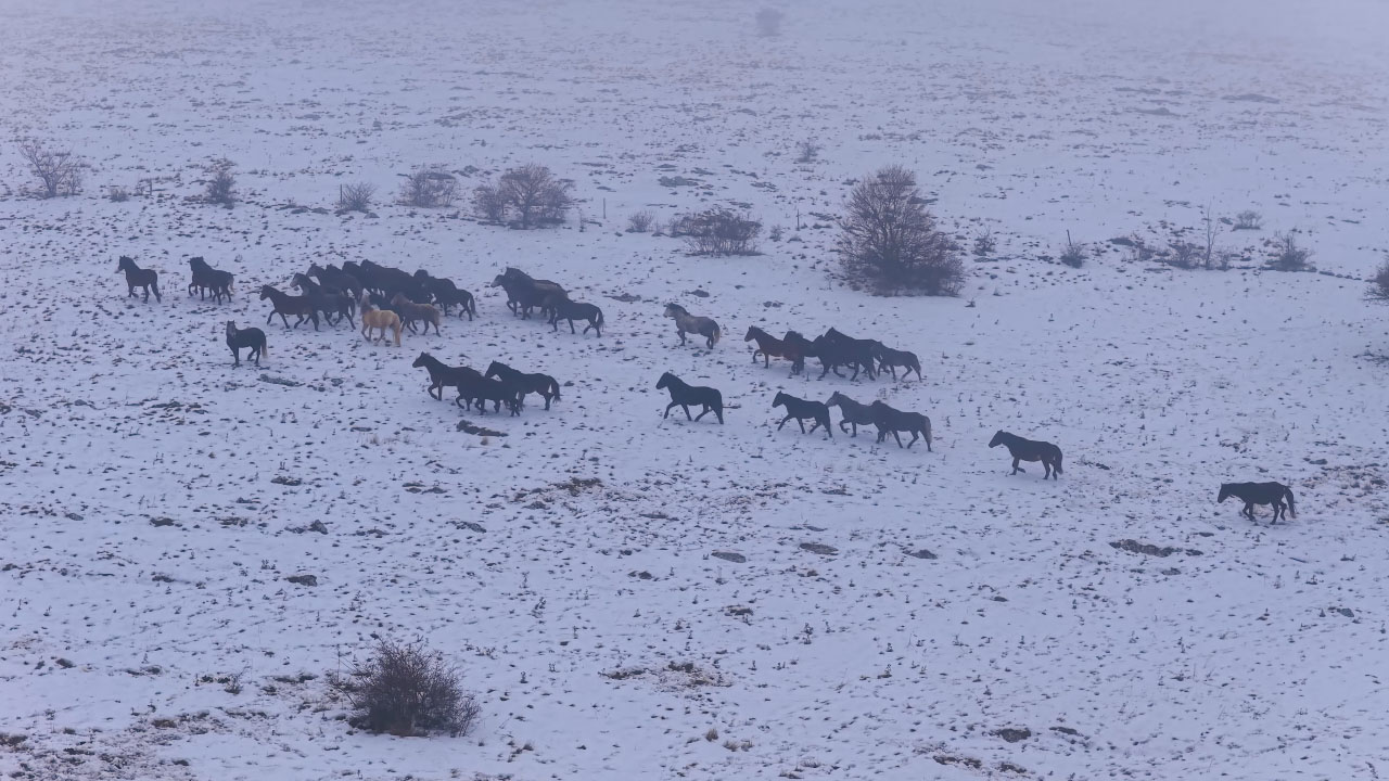 Na planoti Krug v Bosni in Hercegovini posnel čredo divjih konj v svobodi
