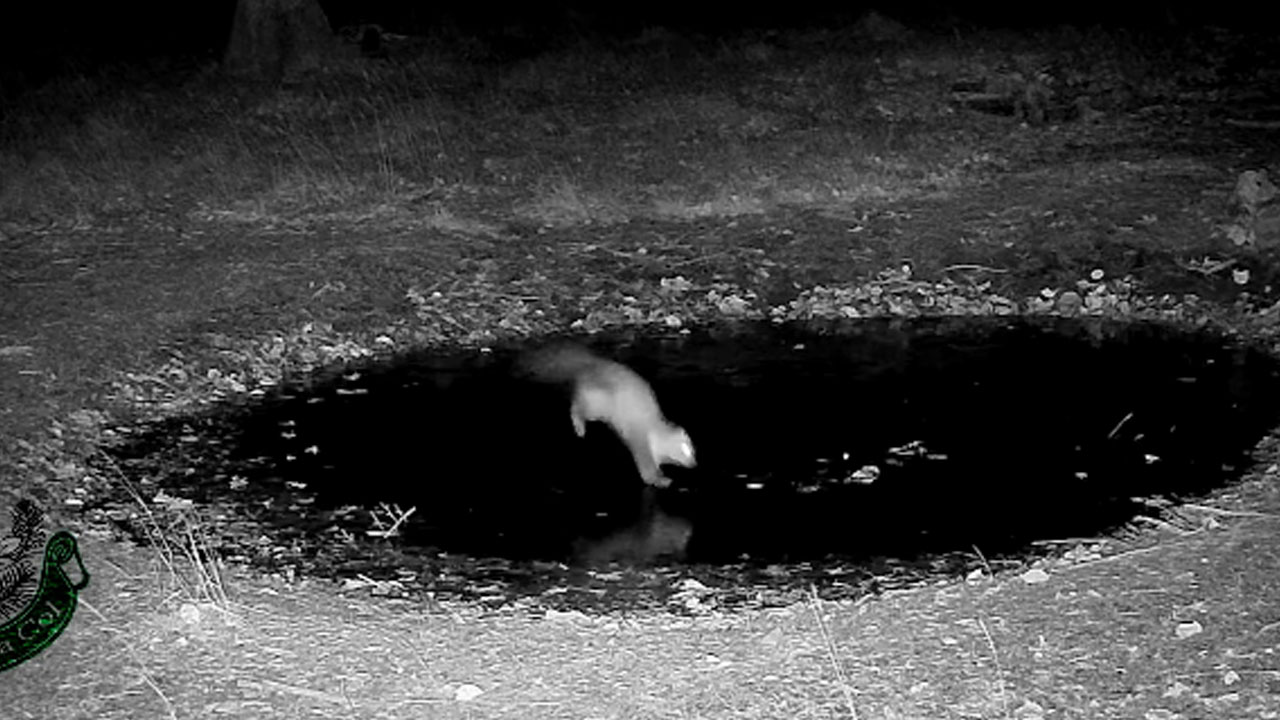 Lovska kamera pri Colu nad Ajdovščino ujela kuno med plesom na ledu