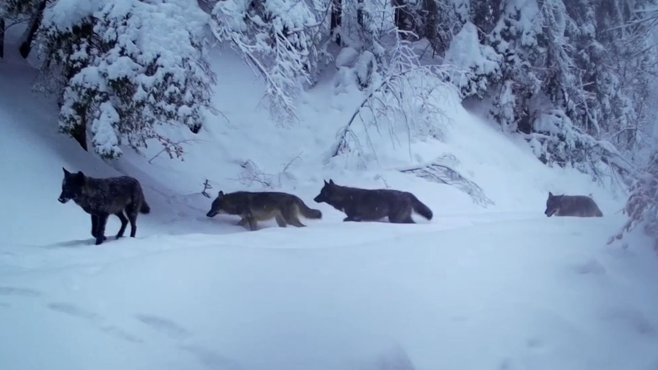 Trop volkov v snegu, posnet s stacionarno kamero v Nacionalnem parku Plitviška jezera