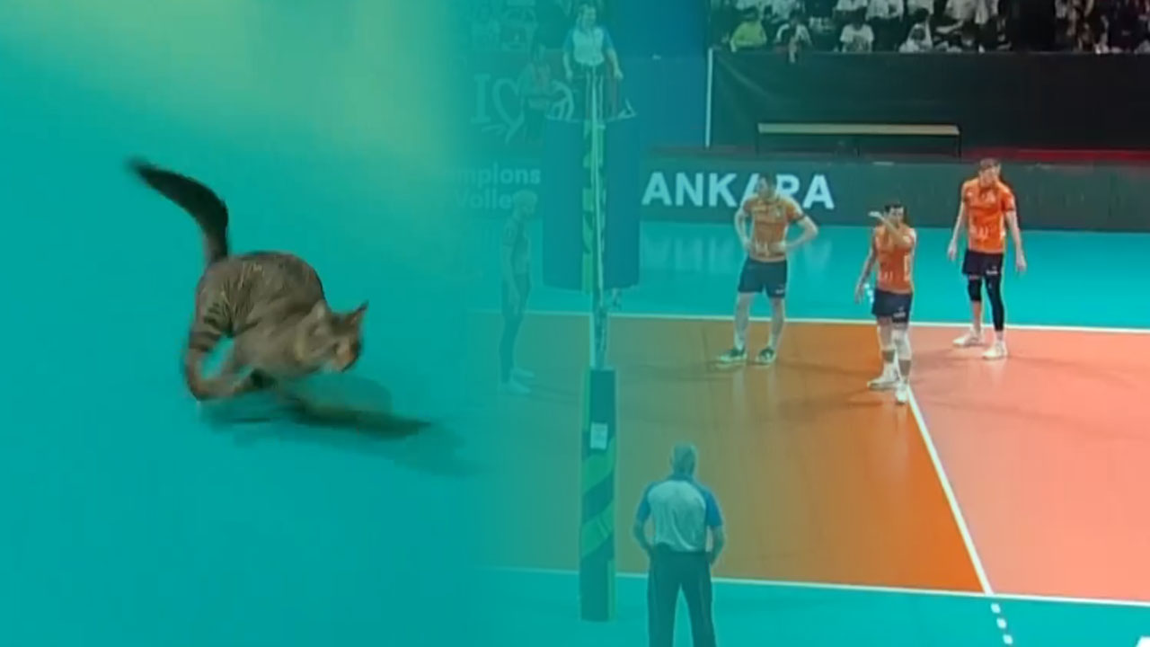 Mačka na parketu med tekmo Ziraat Bankkart in ACH Volley v Ligi prvakov v Ankari