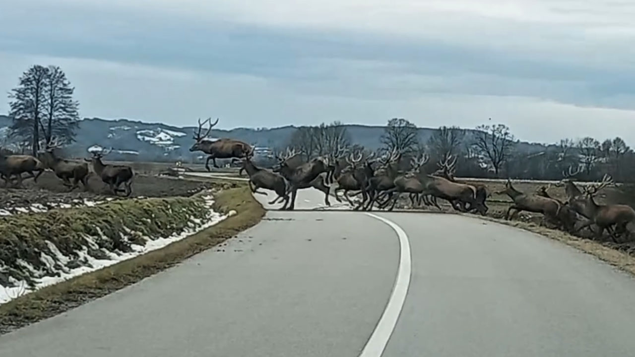 Velika čreda jelenov prečka cesto na severu Hrvaške – redek prizor iz narave, ki je obkrožil splet