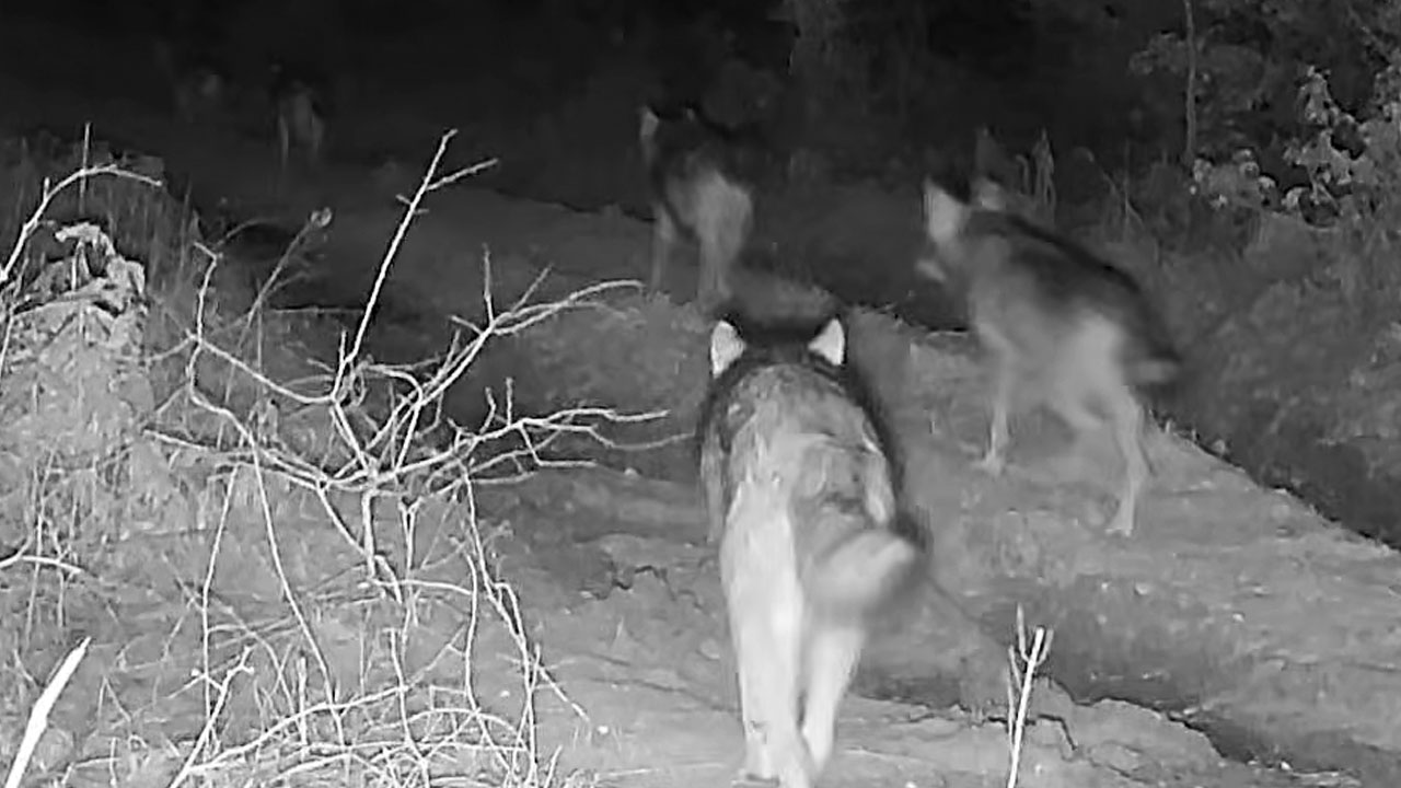 Trop devetih volkov mirno hodi skozi kočevski gozd, redek prizor slovenske divjine