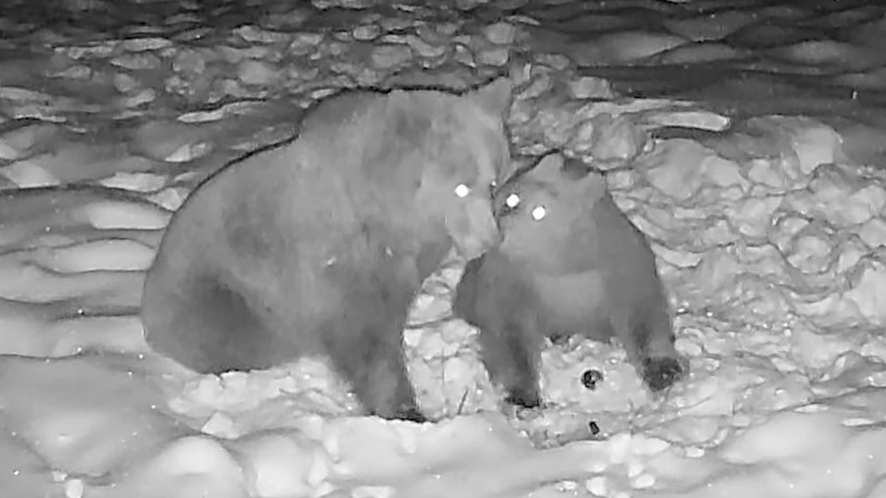 Lovska kamera pri Colu nad Ajdovščino ujela igro mame medvedke in mladička med zimskim spanjem