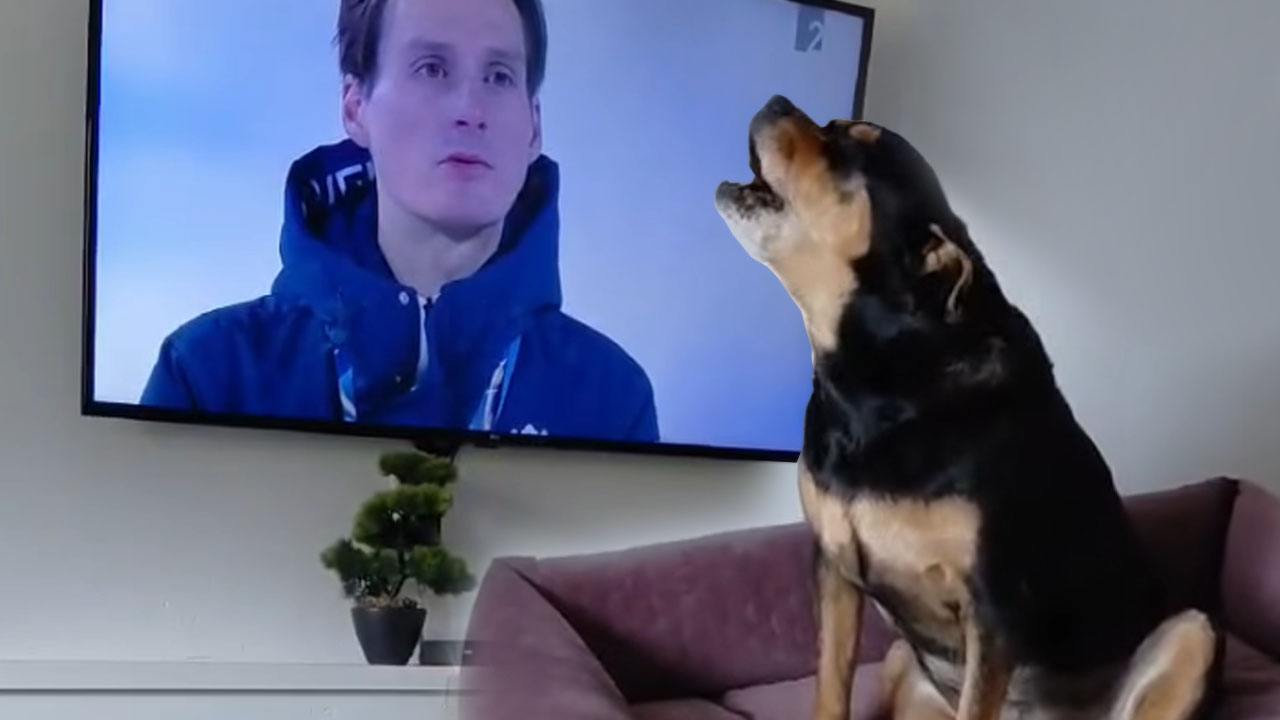 Domen Prevc olimpijski prvak v Predazzu in psička Aja med petjem himne