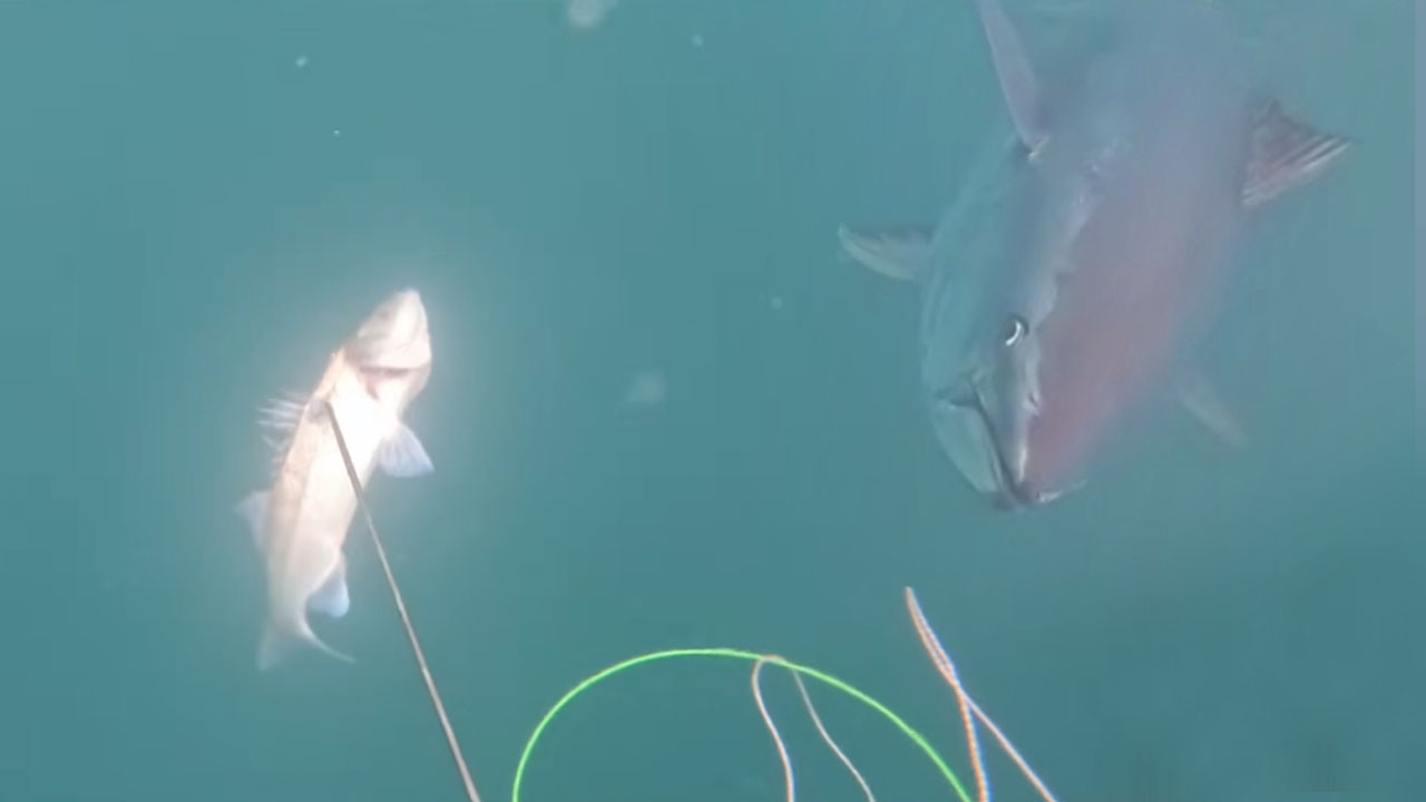 Podvodni ribič pri Izoli, trenutek napada velike tune na ulov