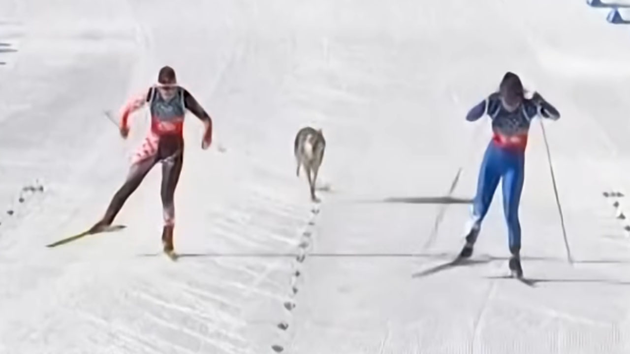 Češkoslovaški volčjak Nazgul na progi med kvalifikacijsko tekmo ženskega sprinta na zimskih olimpijskih igrah 2026 v Italiji