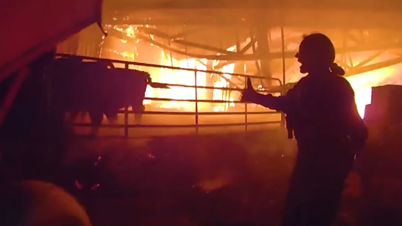 Policista rešujeta krave iz gorečega hleva v Lewistonu New York, dramatično reševanje živali iz požara